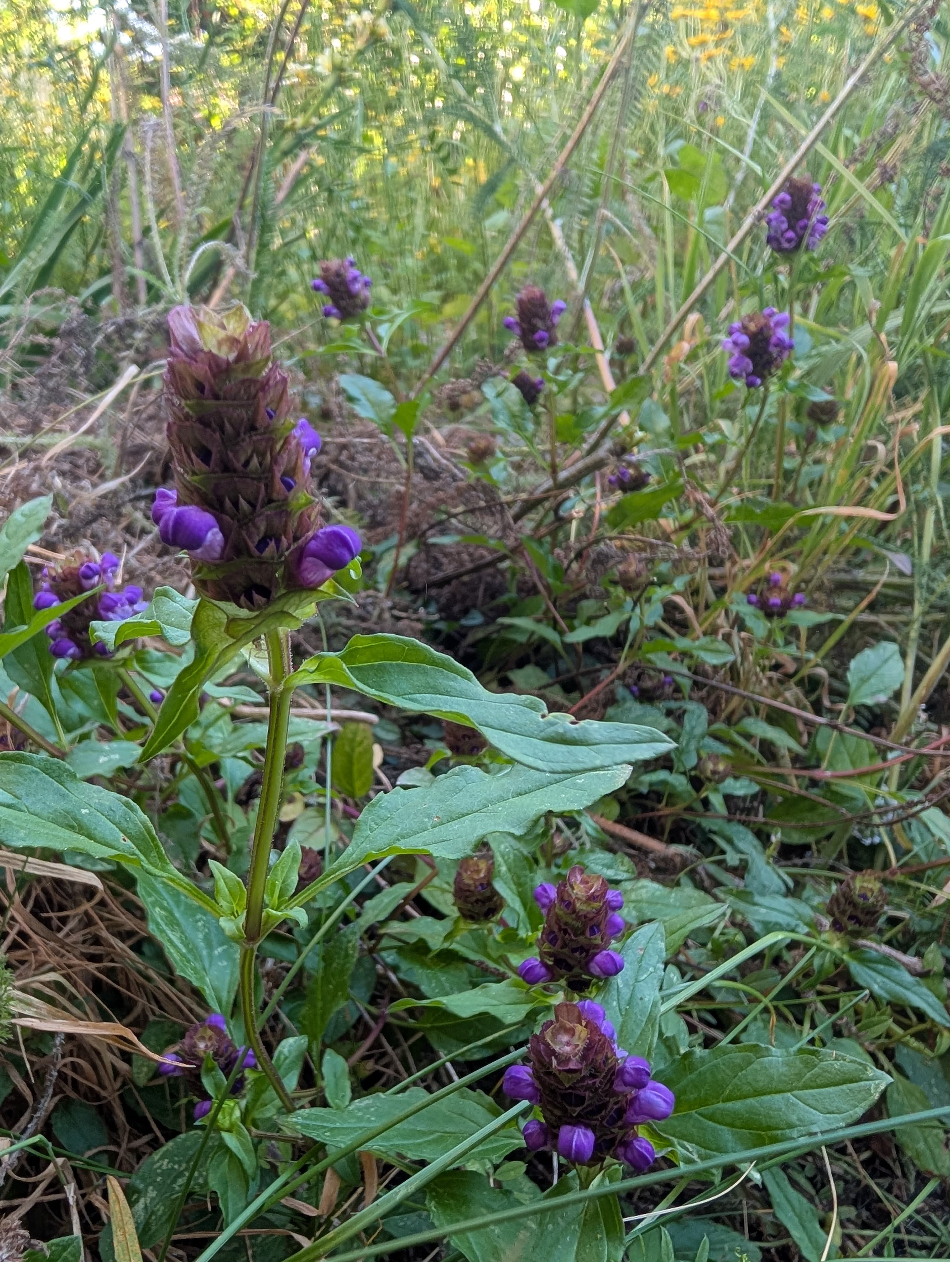 Flowering on Selfheal