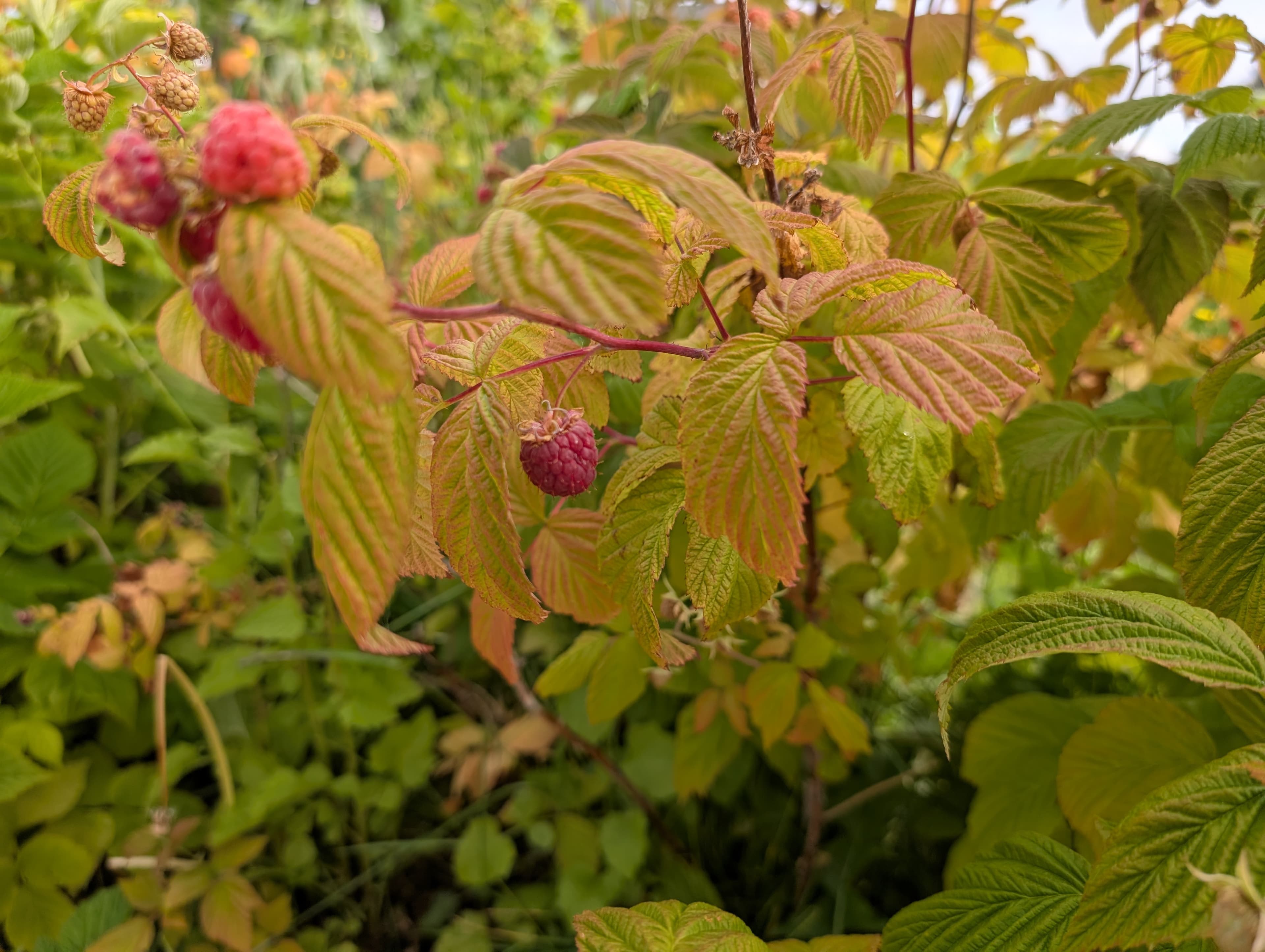 Raspberry patch