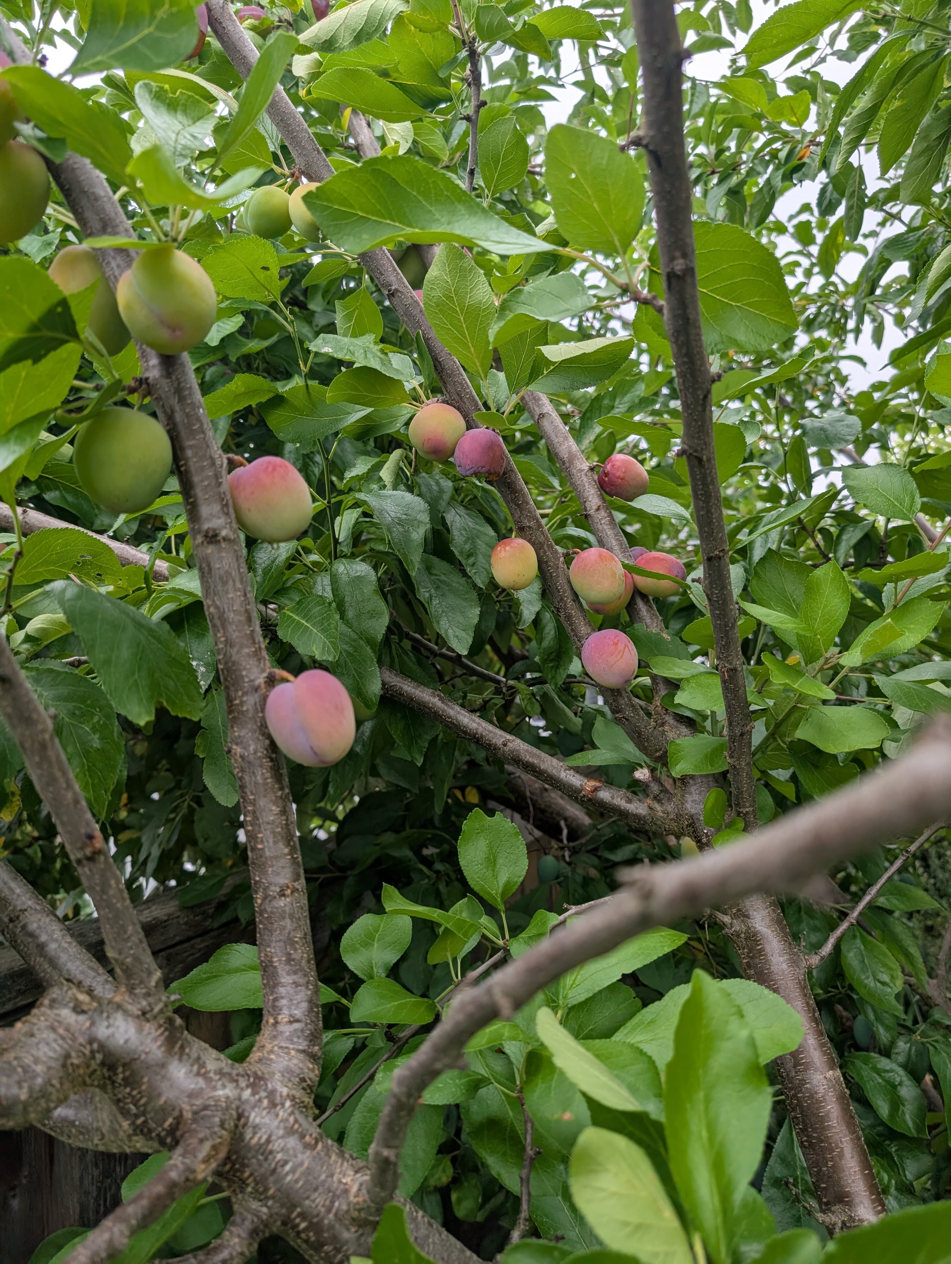Media on Imperial Epineuse Plum