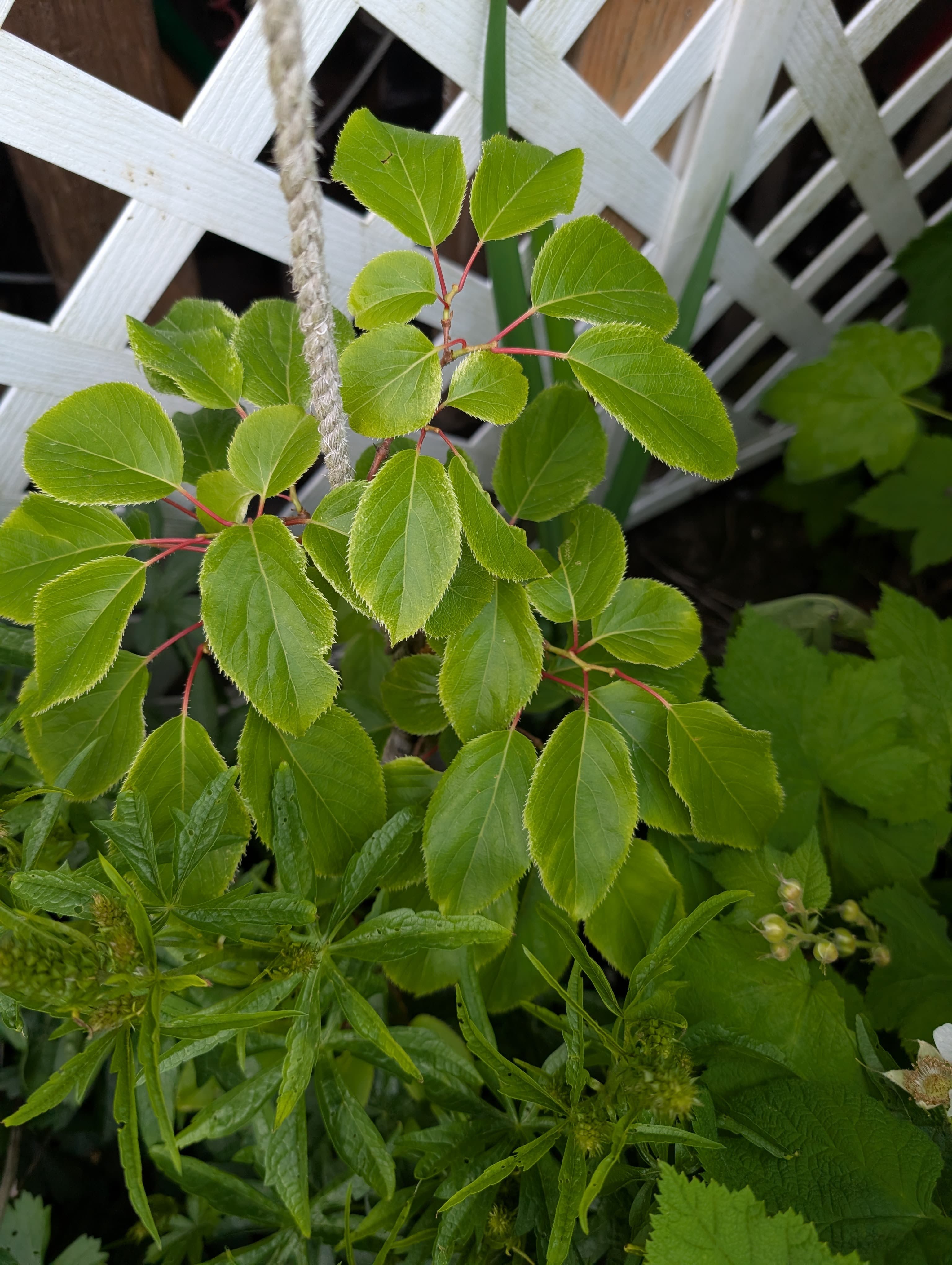 Male Hardy kiwi