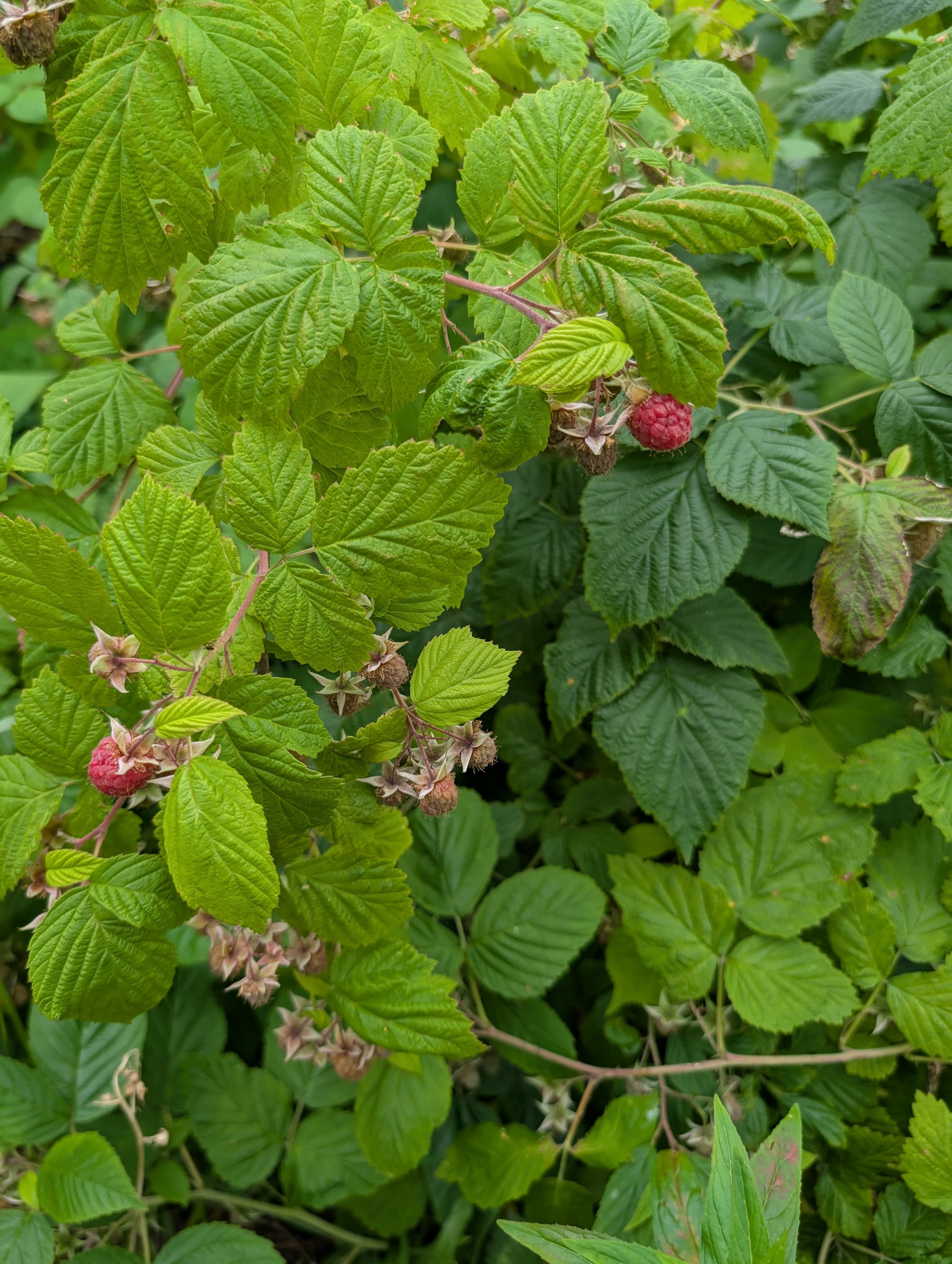 Raspberry Patch