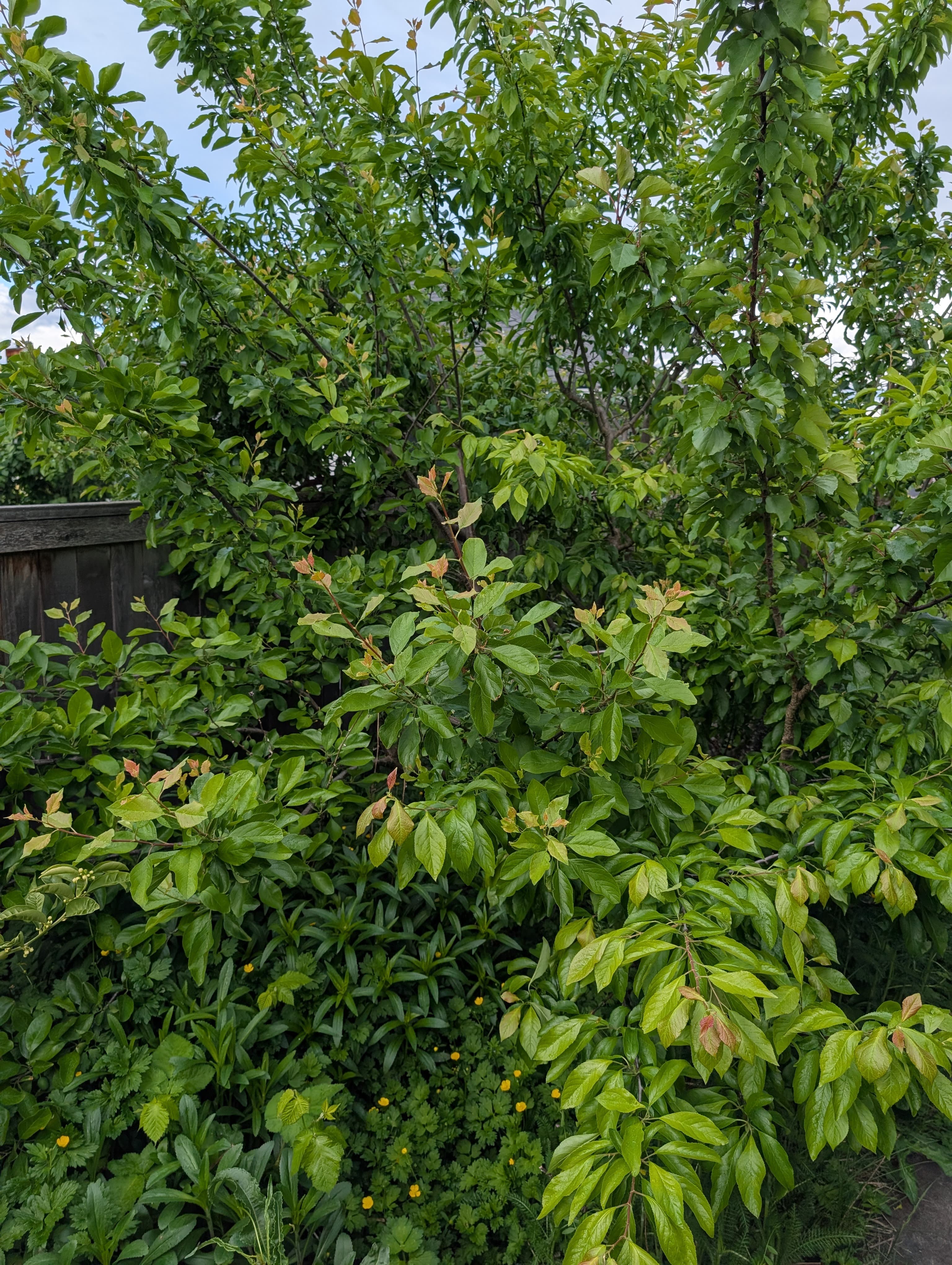 Italian Prune