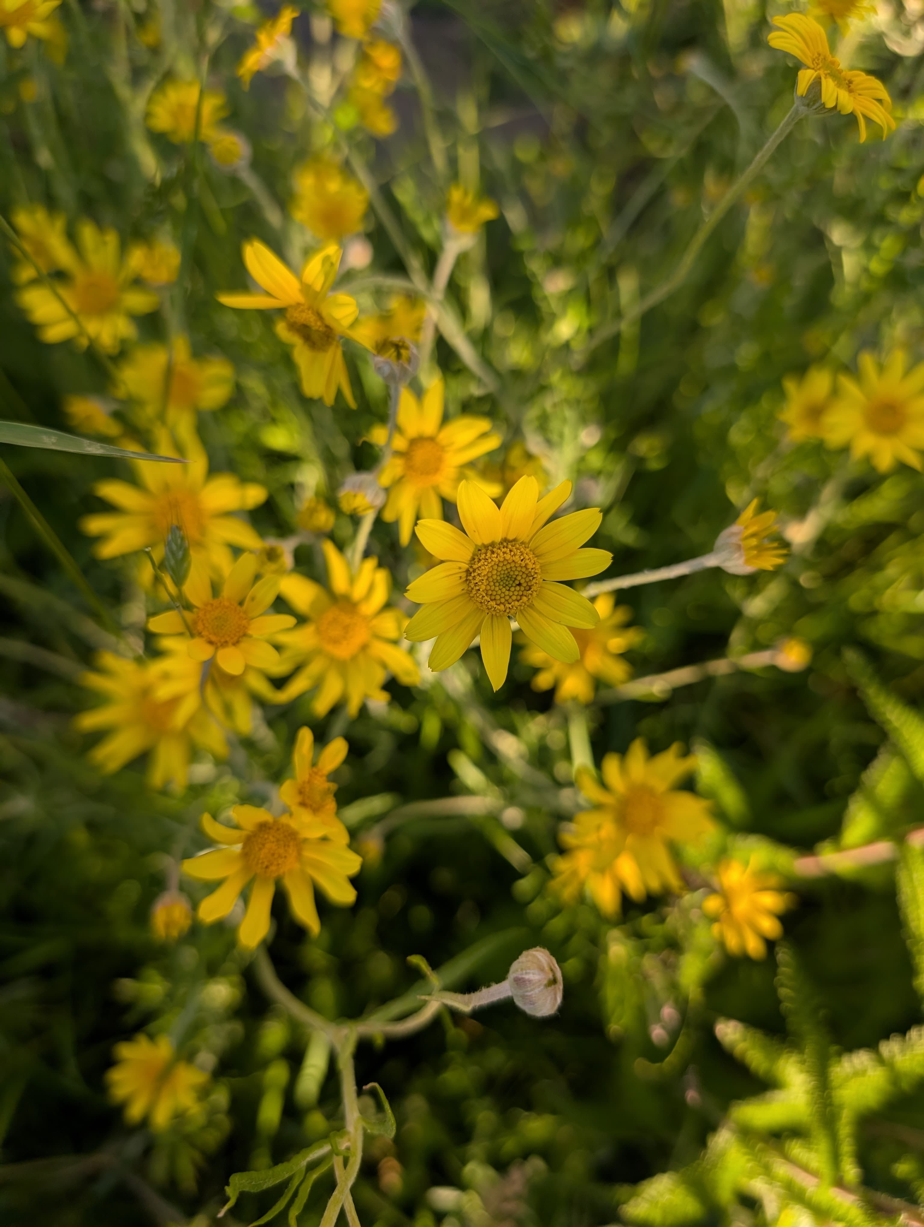 Full Bloom on Oregon Sunshine