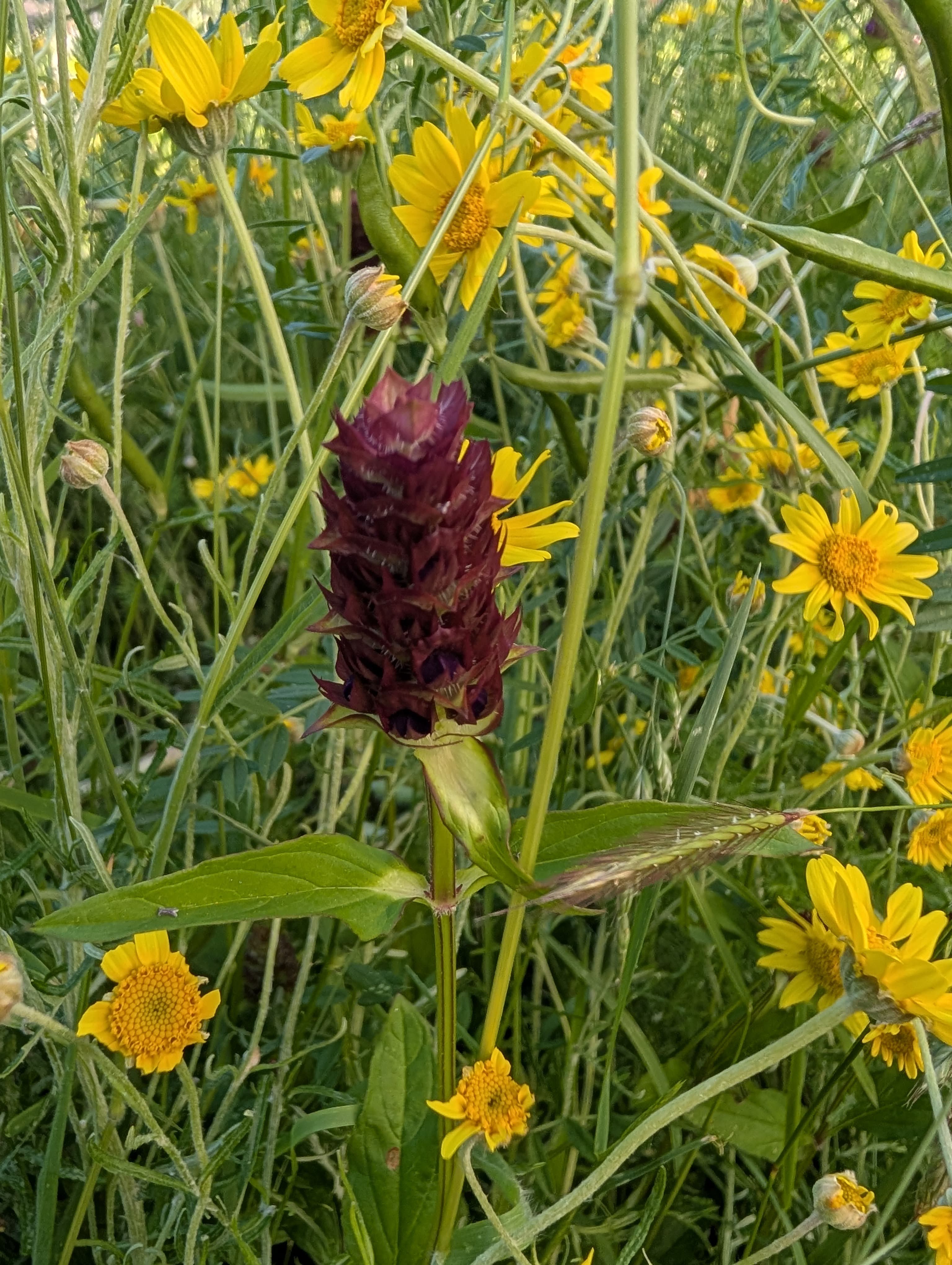 Media on Selfheal