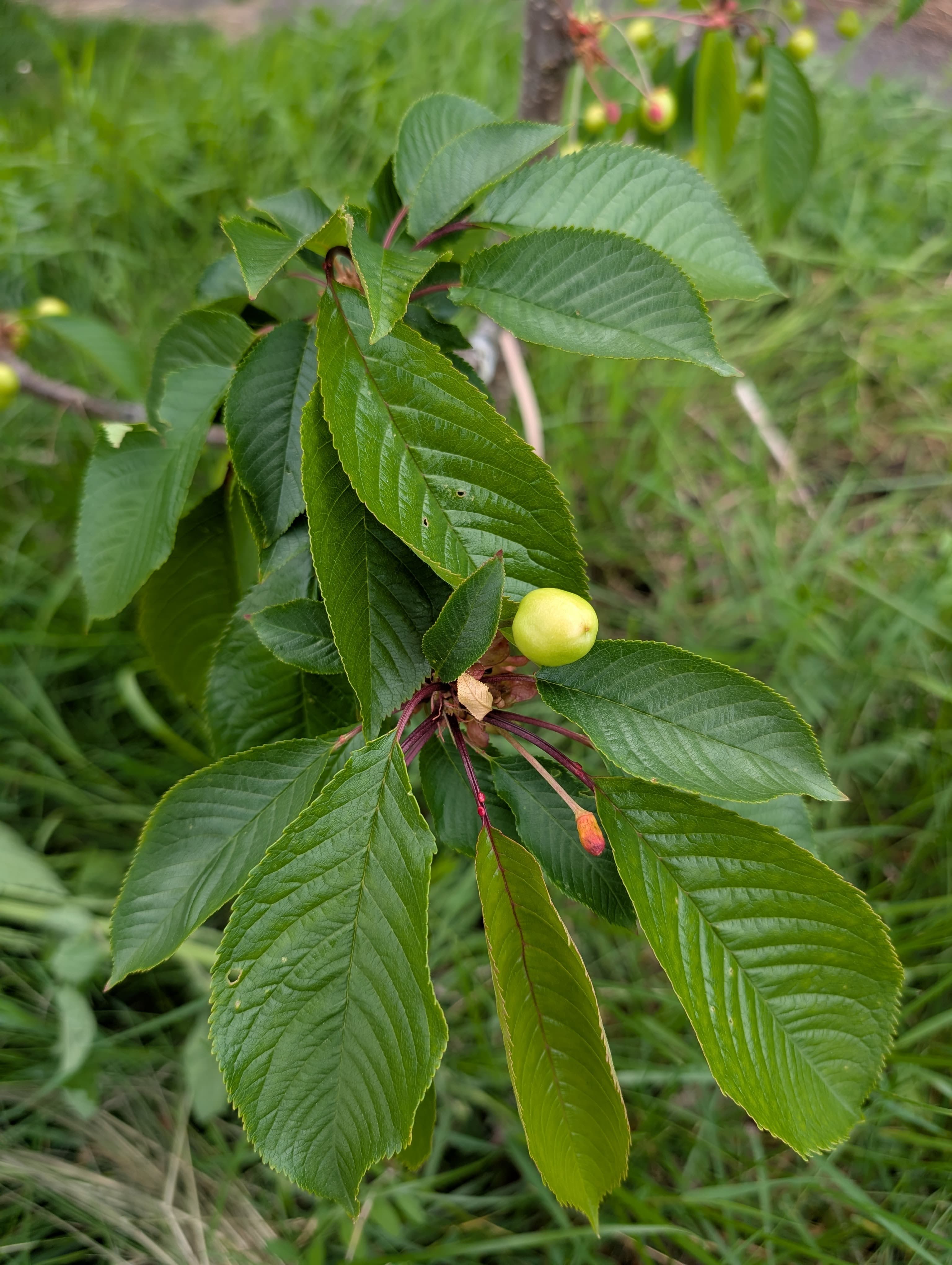 Kristin Sweet Cherry
