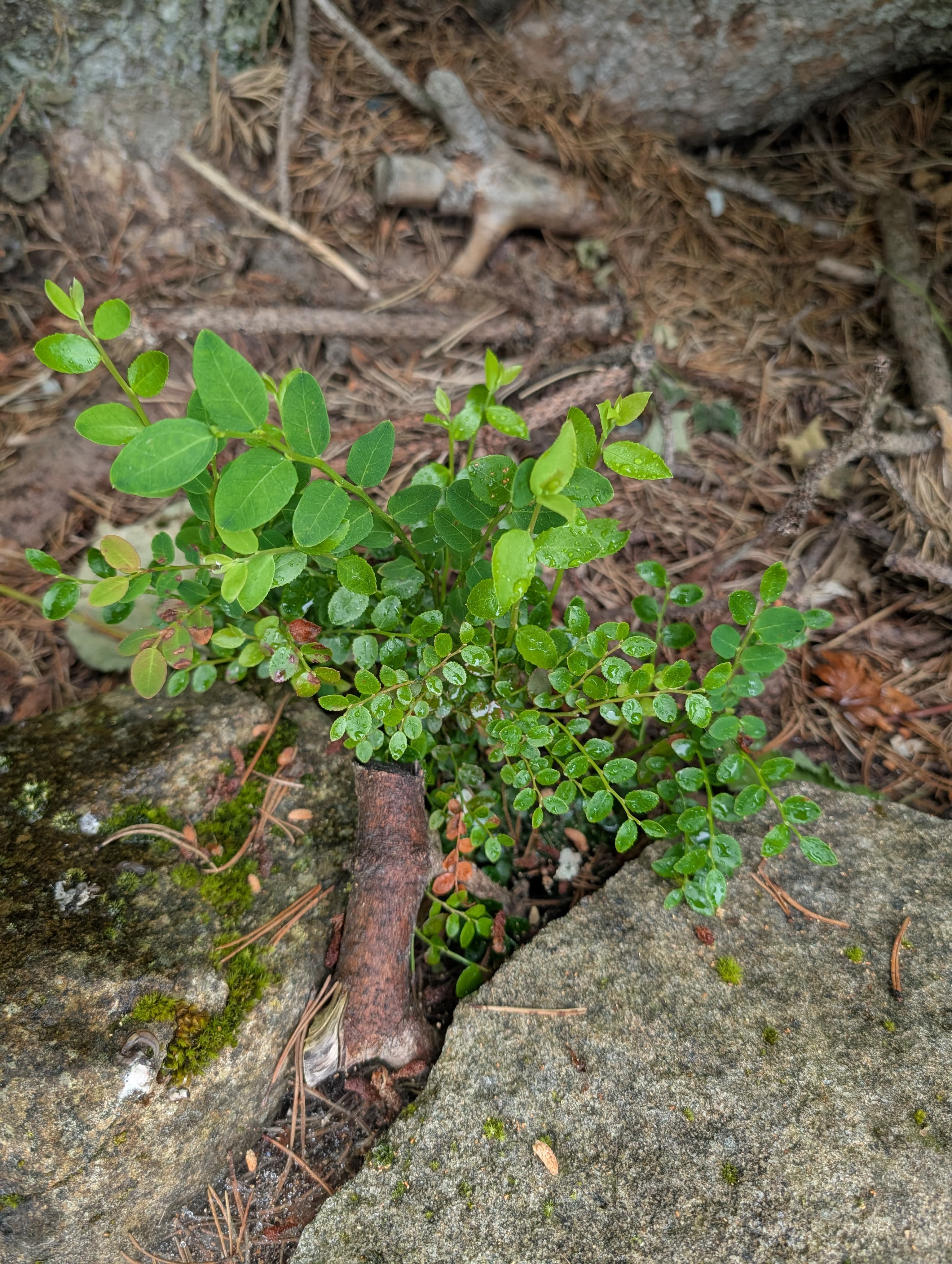 Red Huckleberry