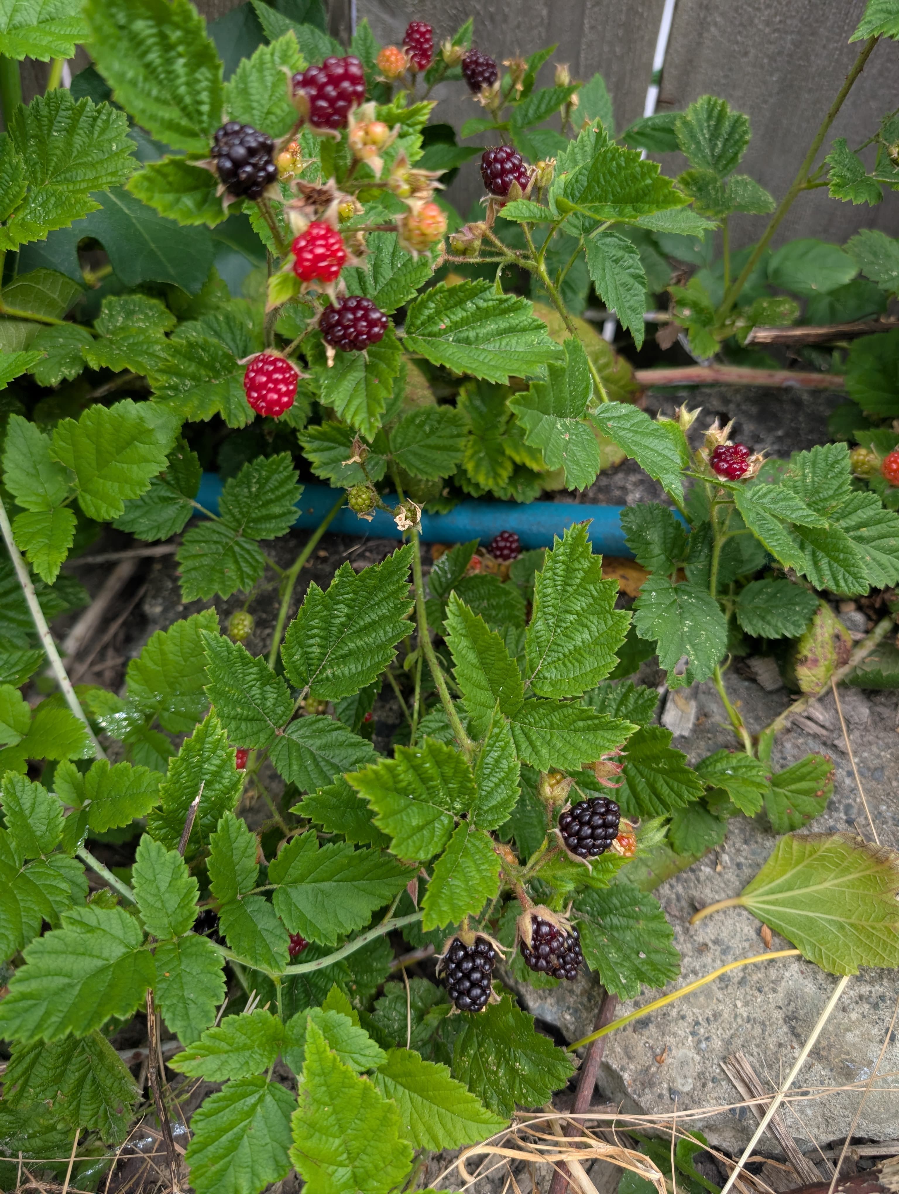 Trailing Blackberry