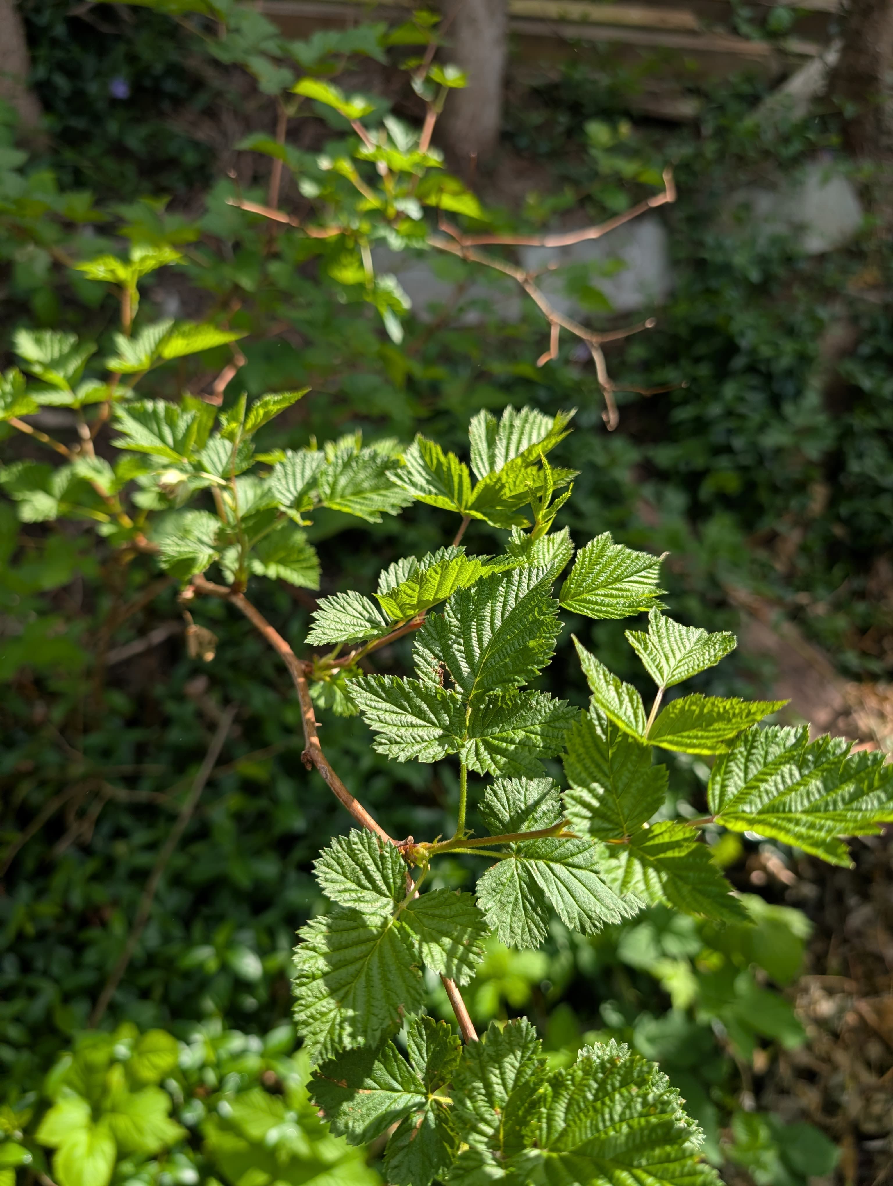 Salmonberry