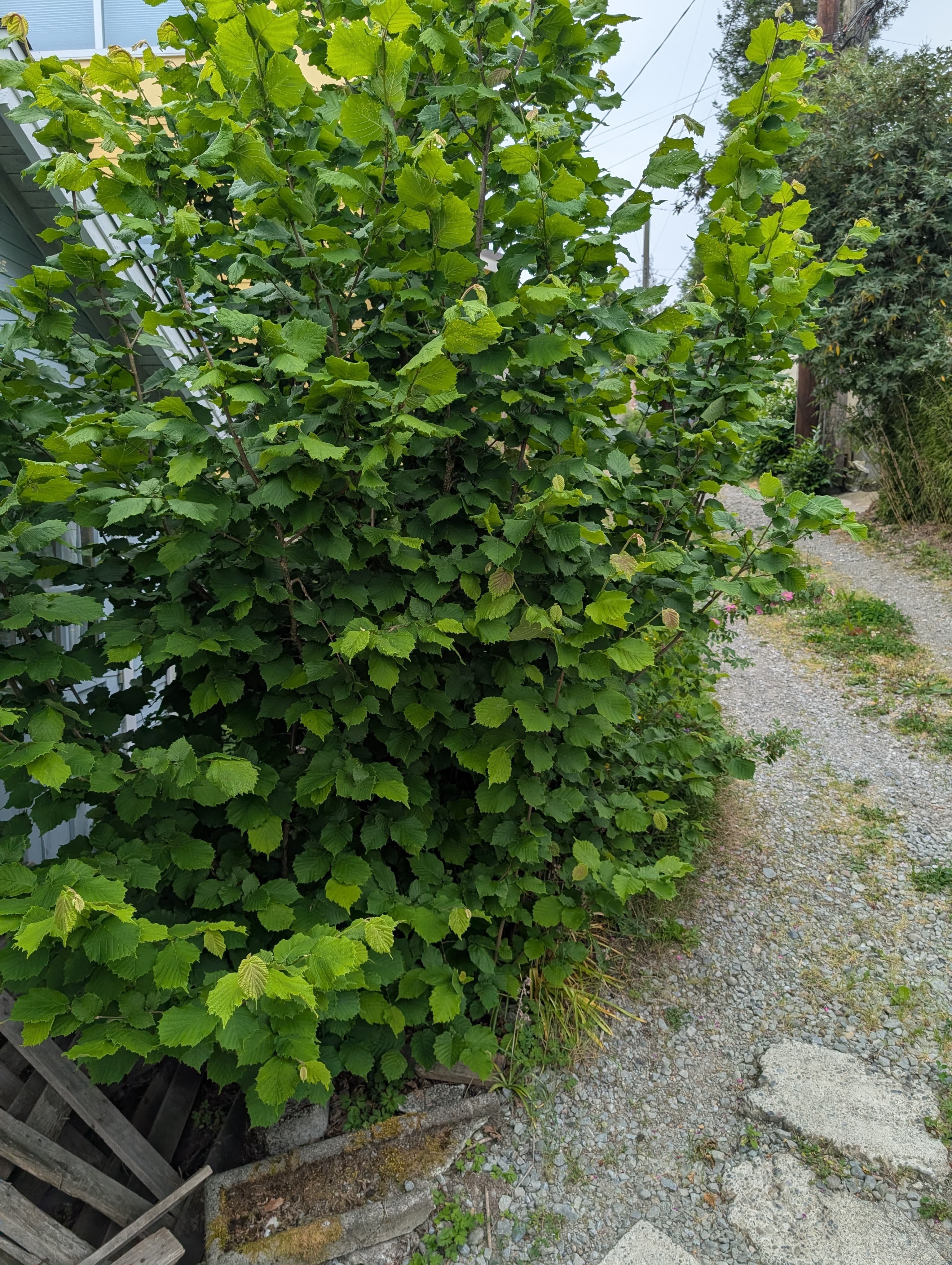 Jefferson Hazelnut