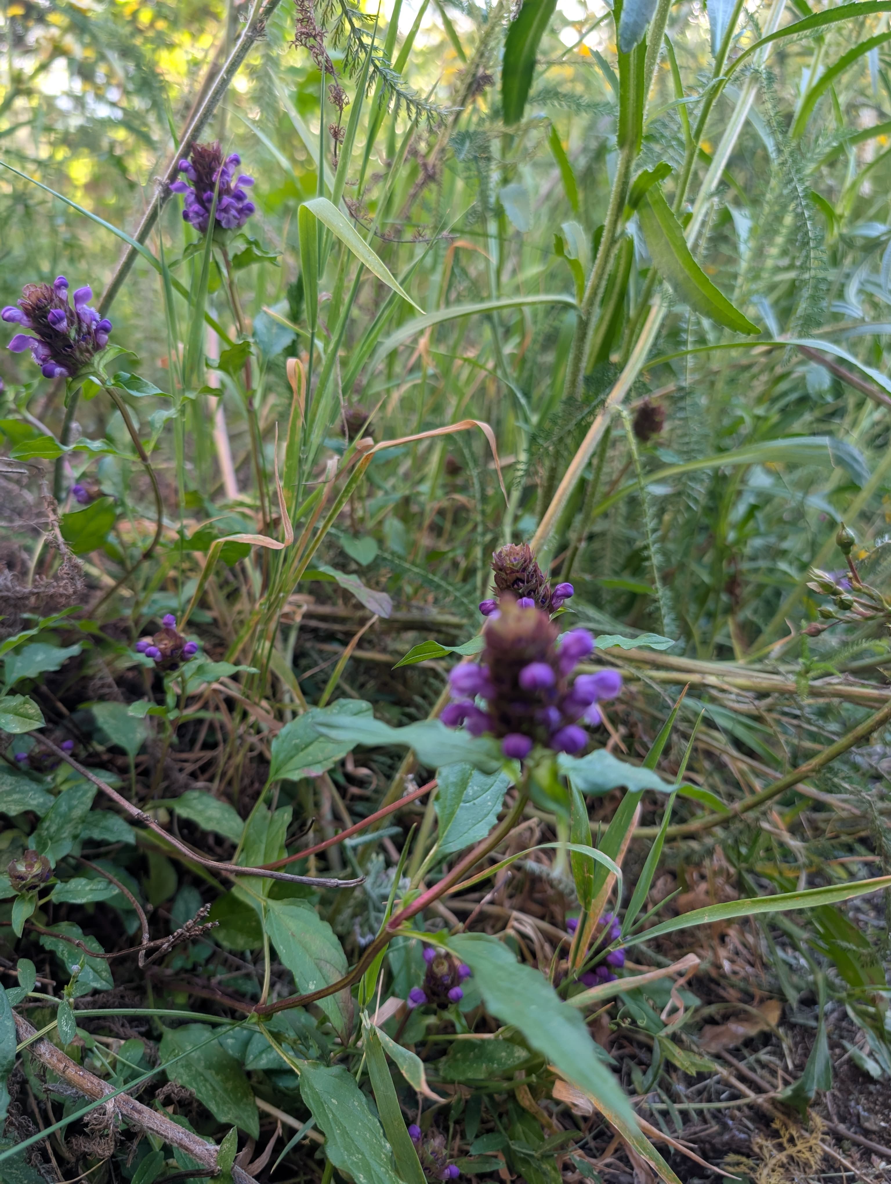 Flowering on Selfheal