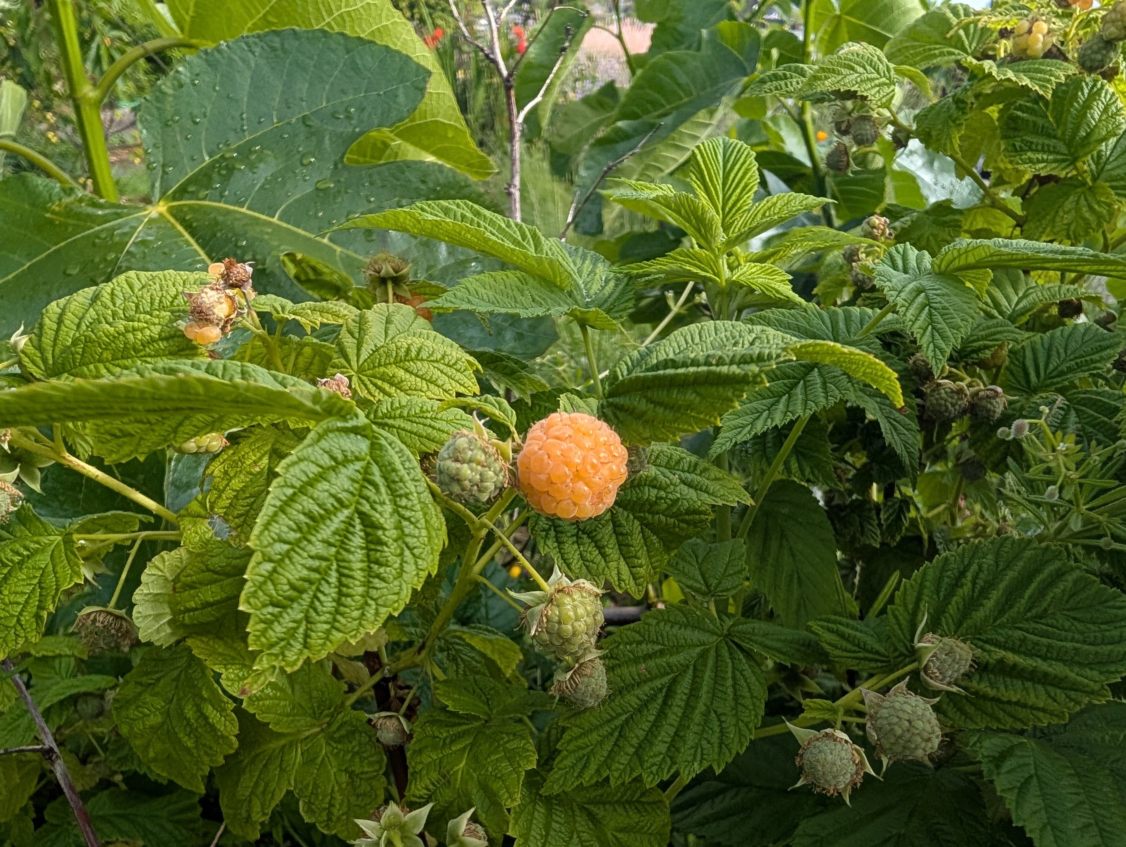 Raspberry