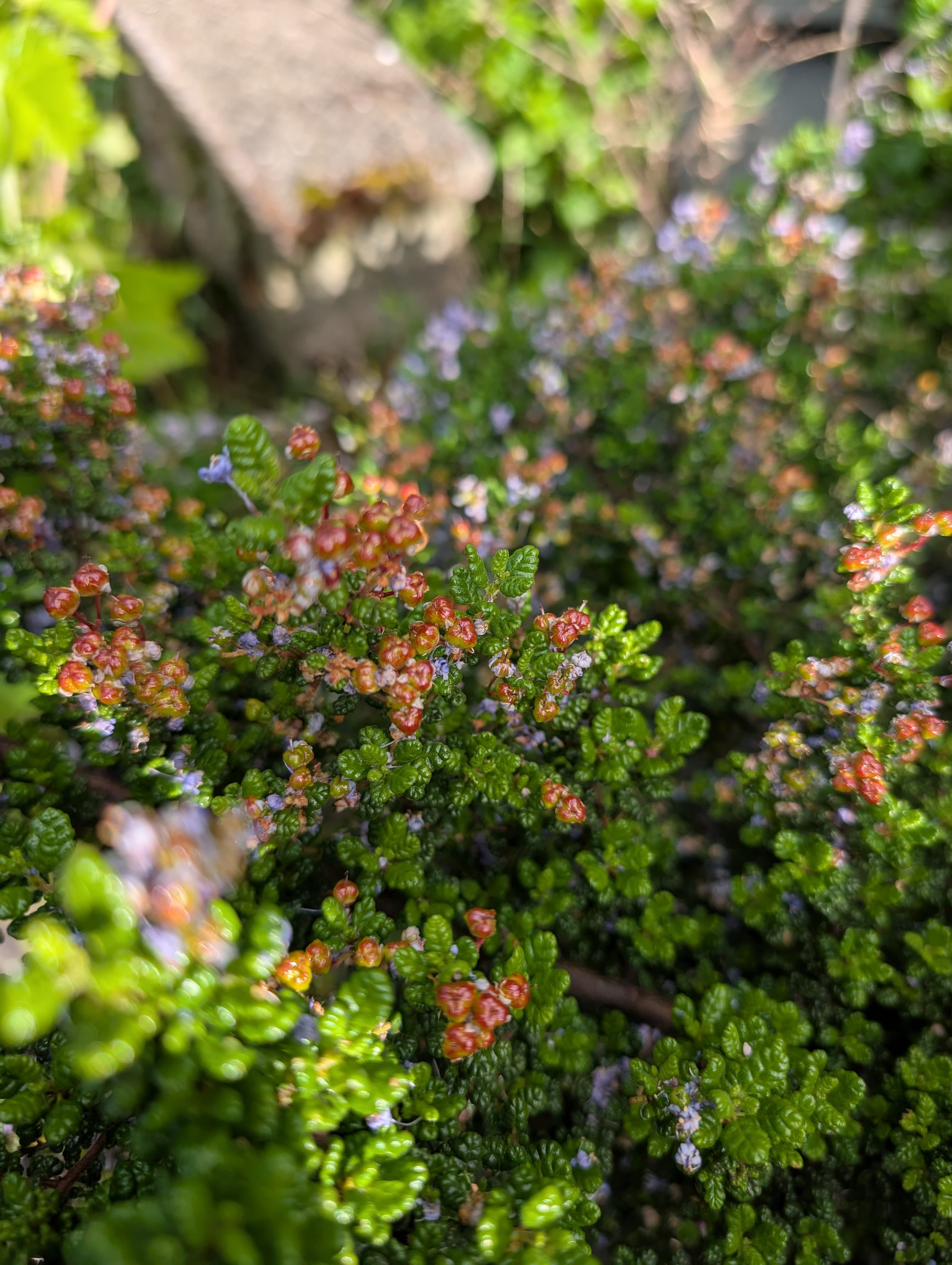 Finished Flowering on Ceanothus Vandenberg