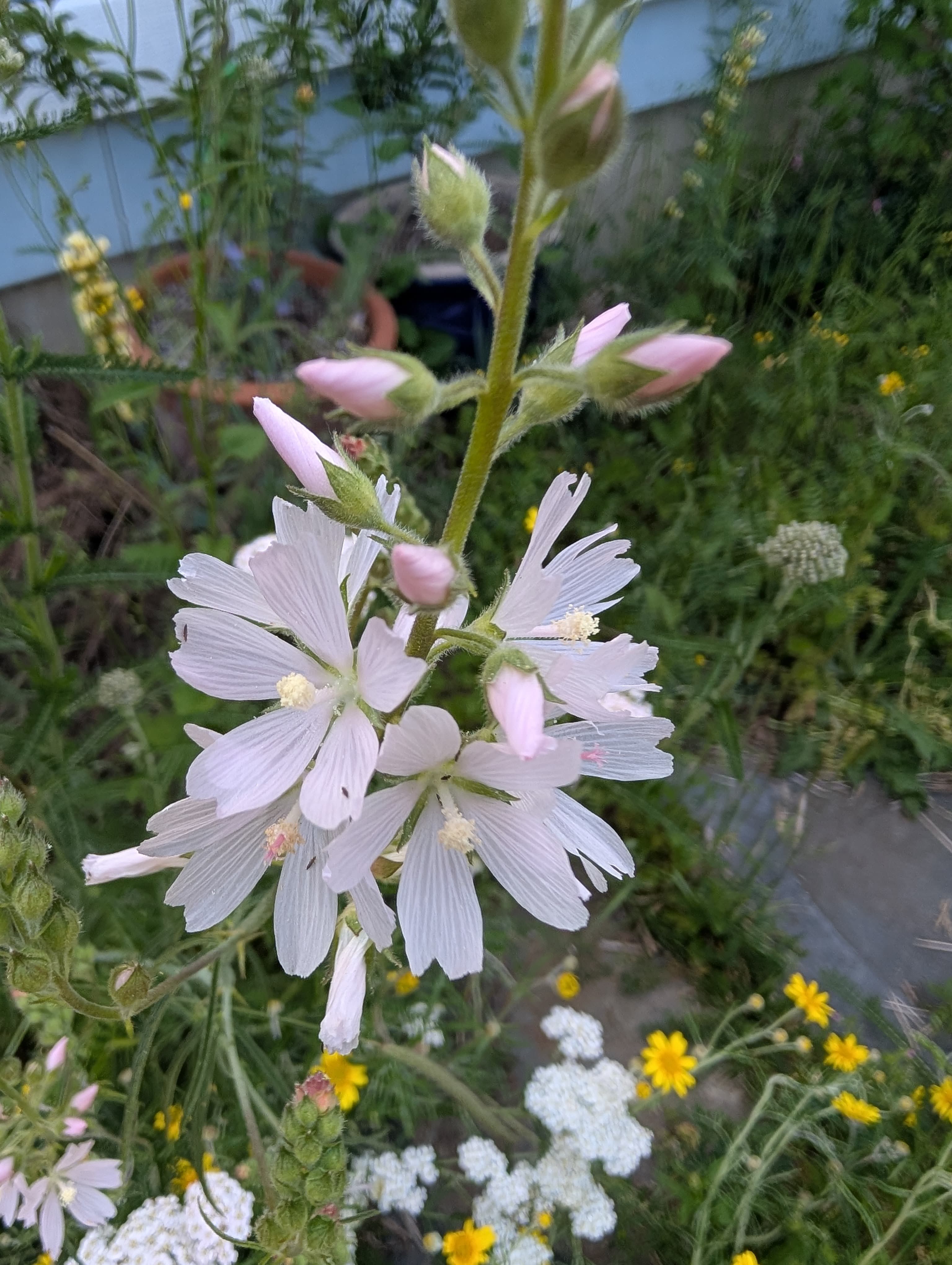 Full Bloom on Meadow Checkerbloom