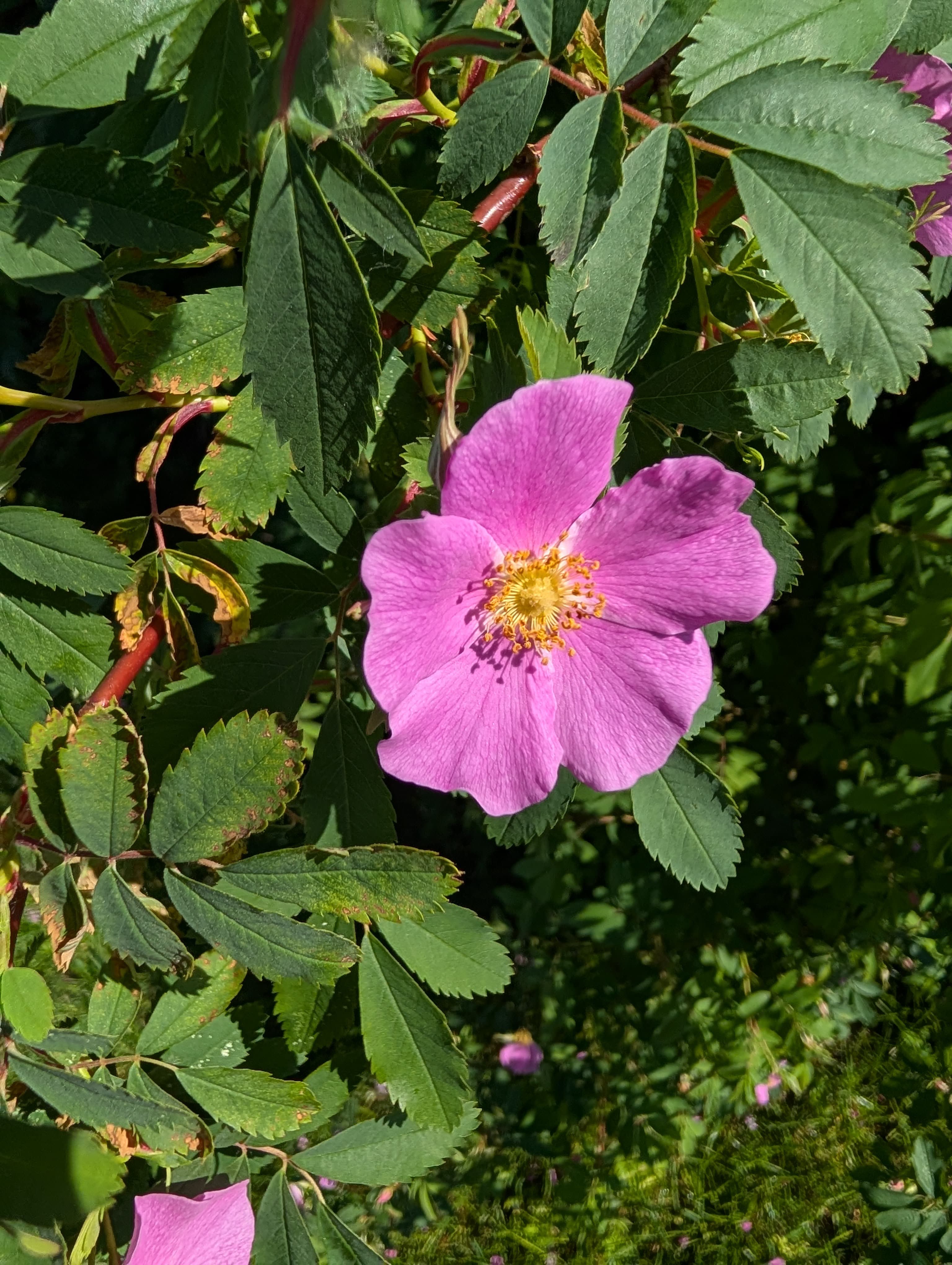 Woods's Rose
