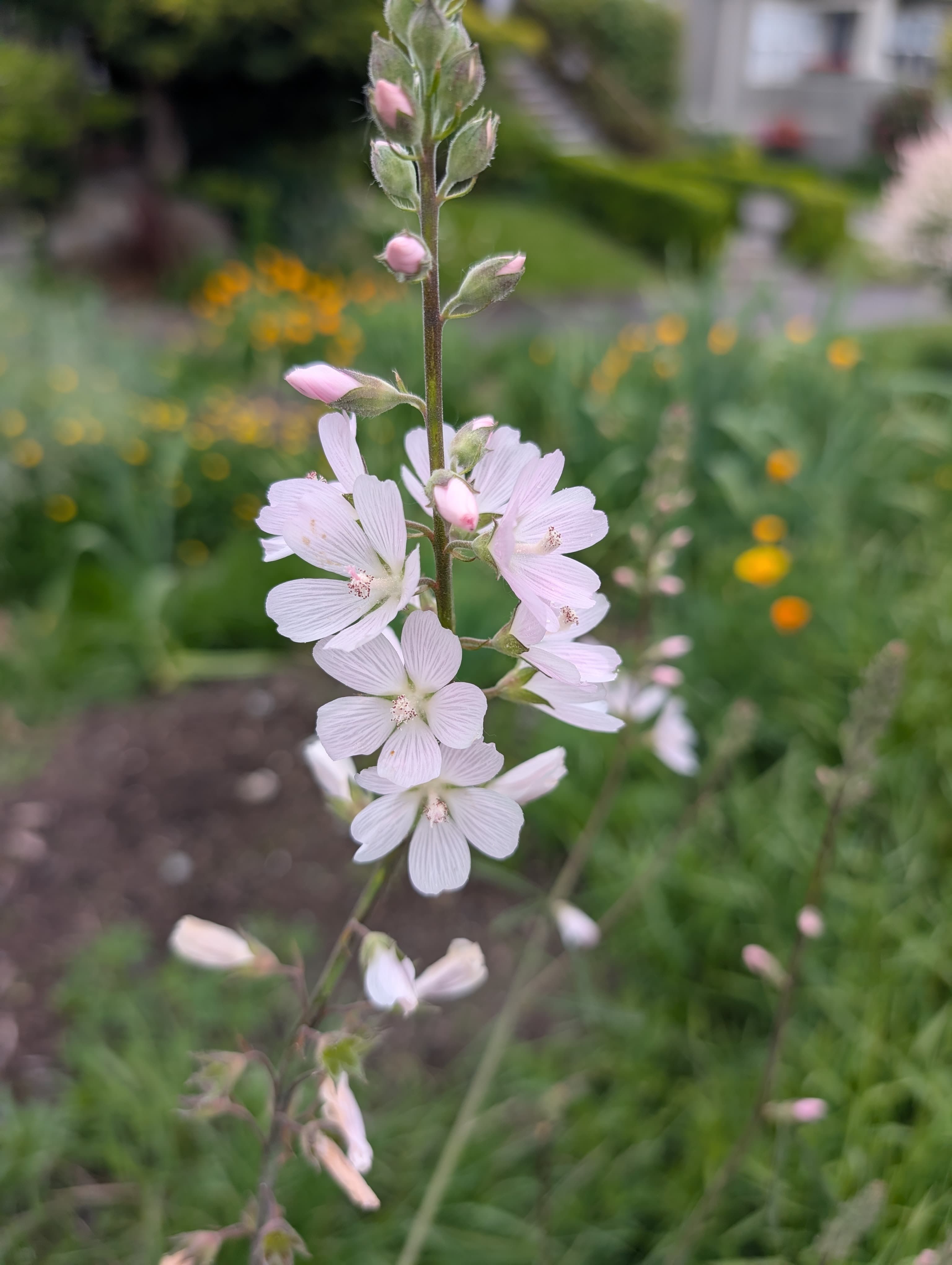Meadow checker-mallow