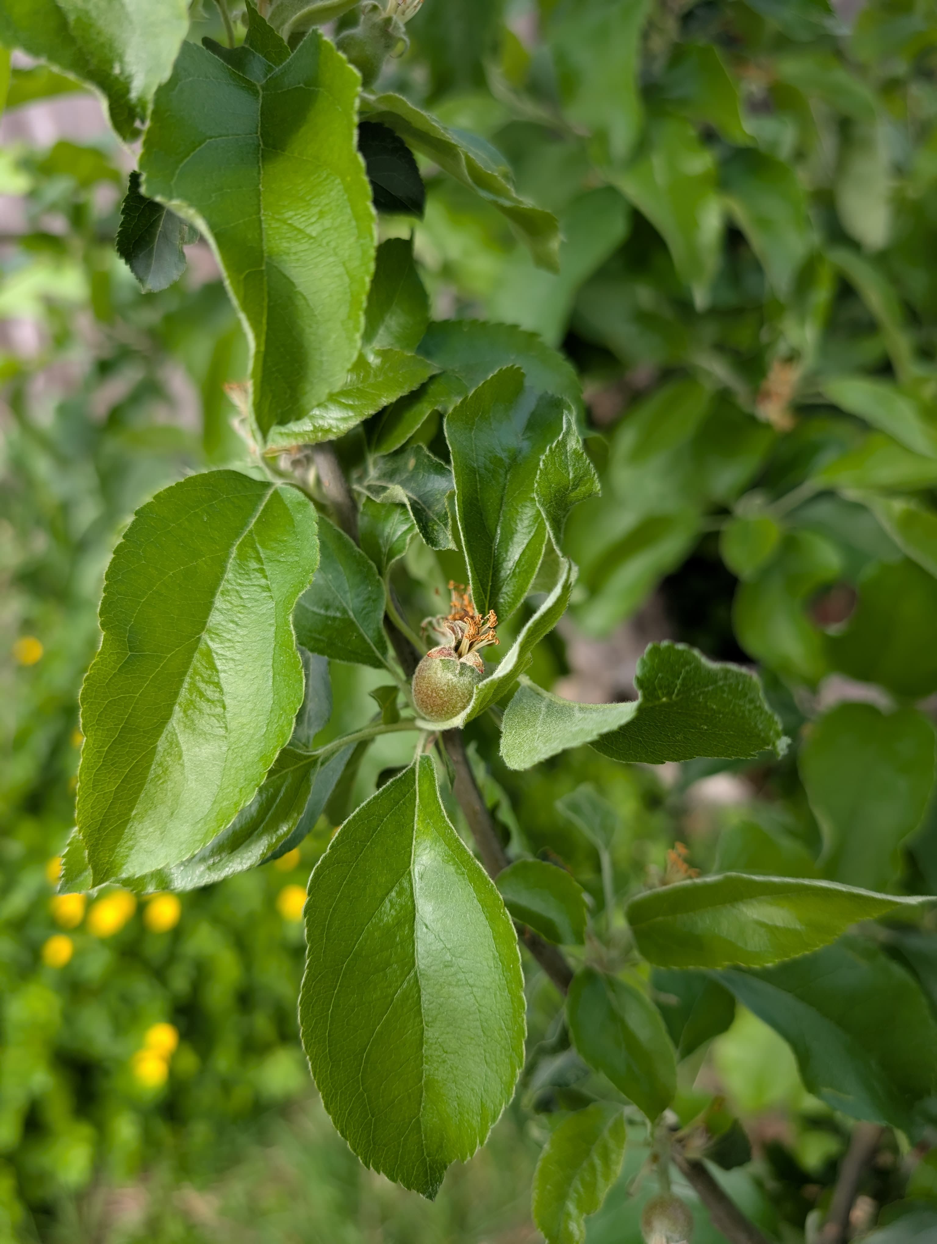 Media on Egremont Russet