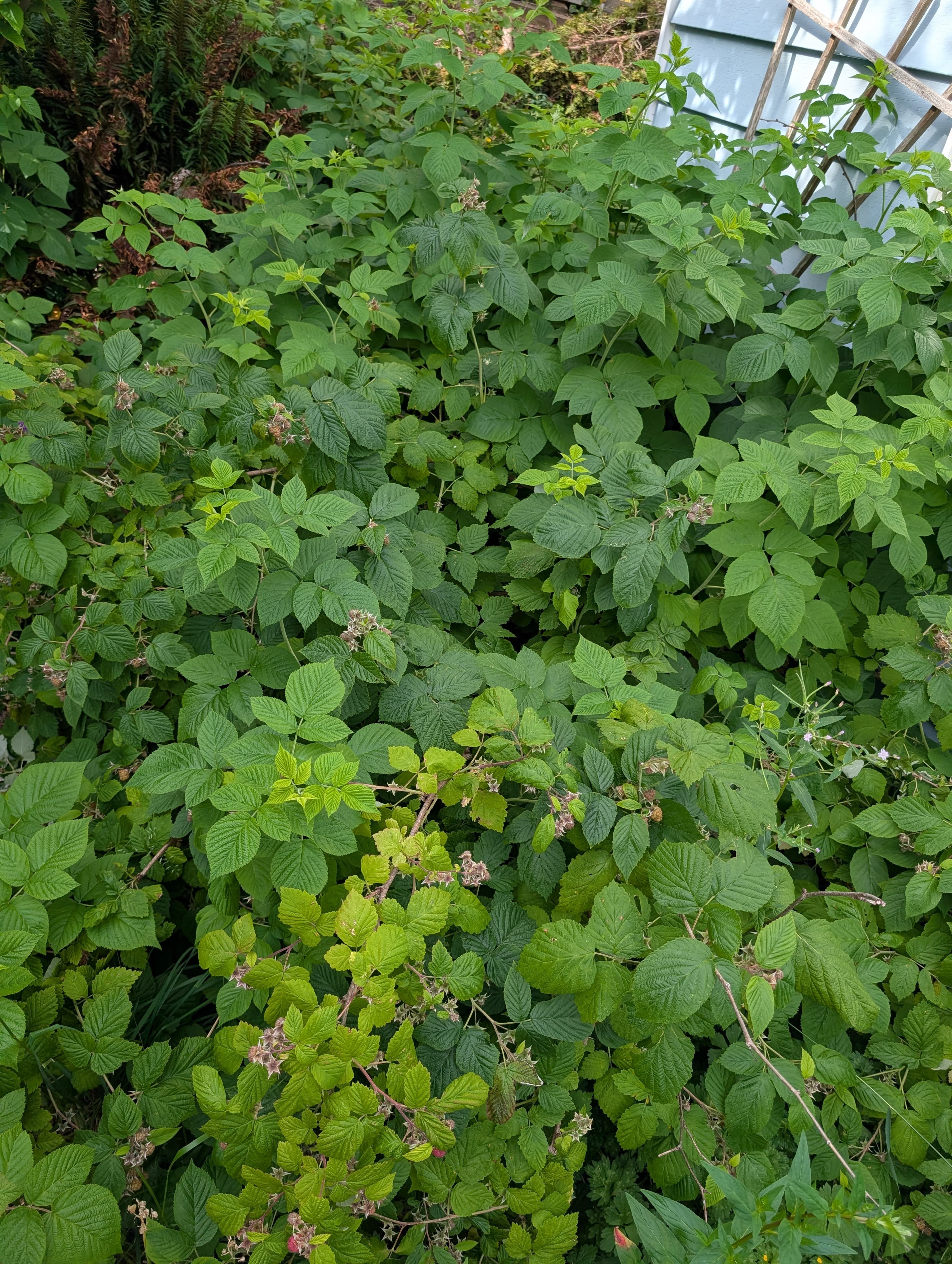 Media on Raspberry Patch
