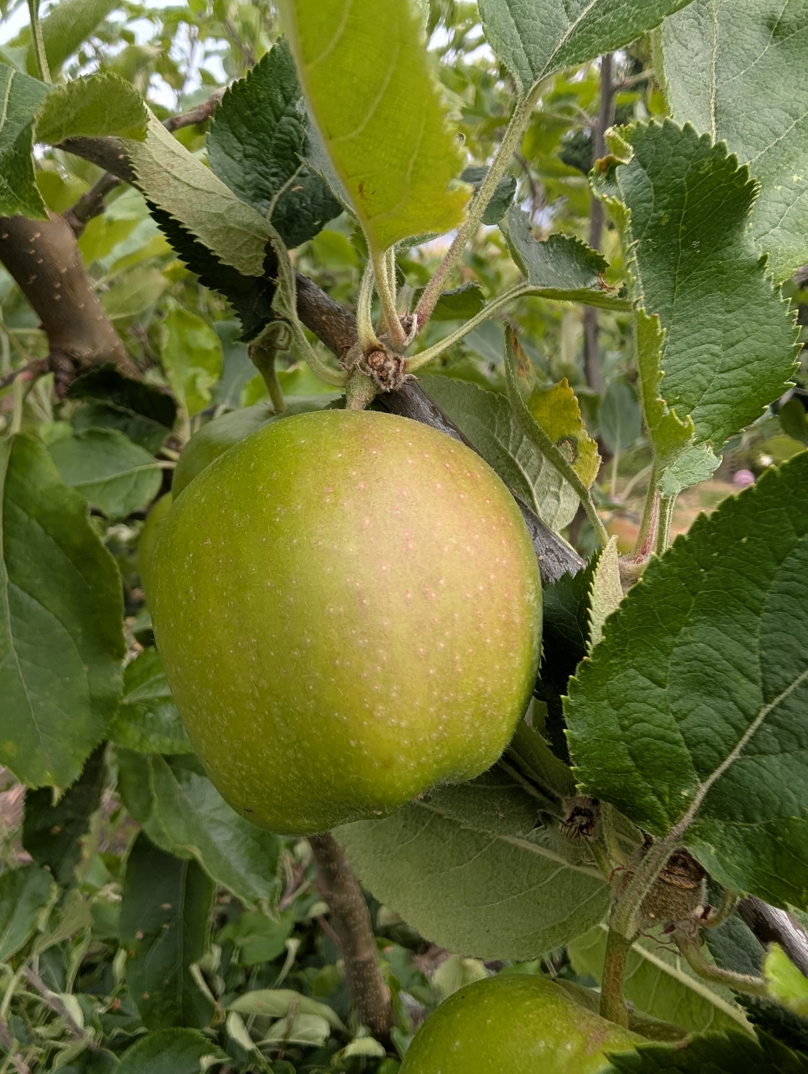 Apple