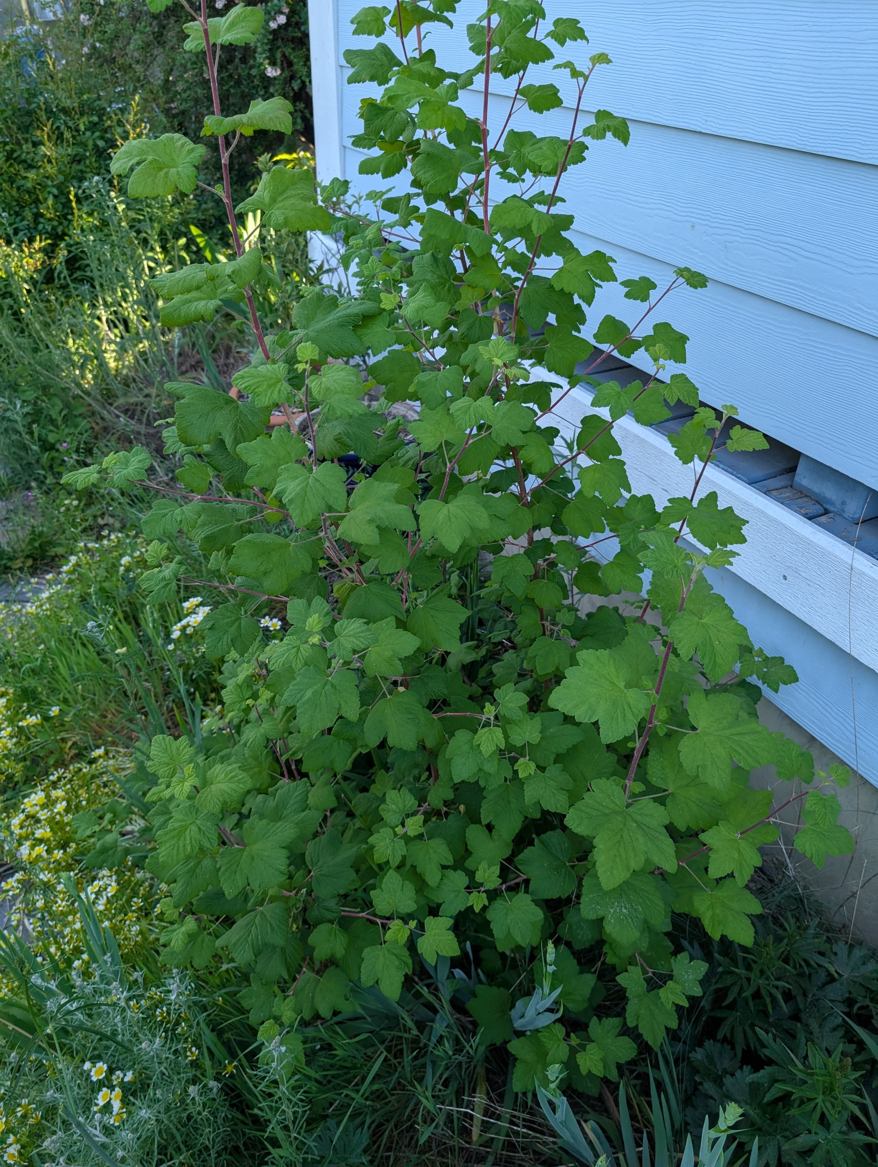 Flowering Currant