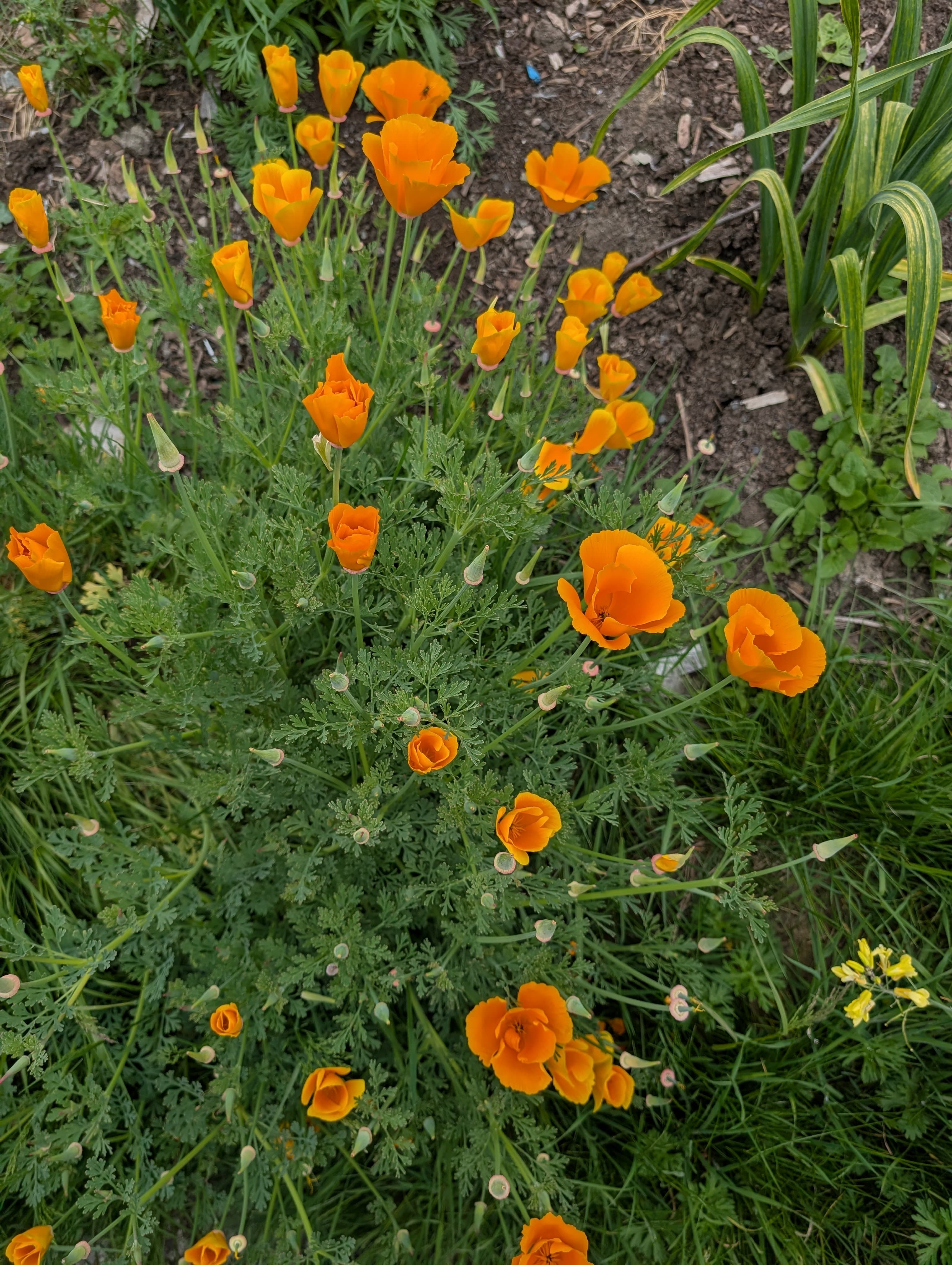 California Poppy
