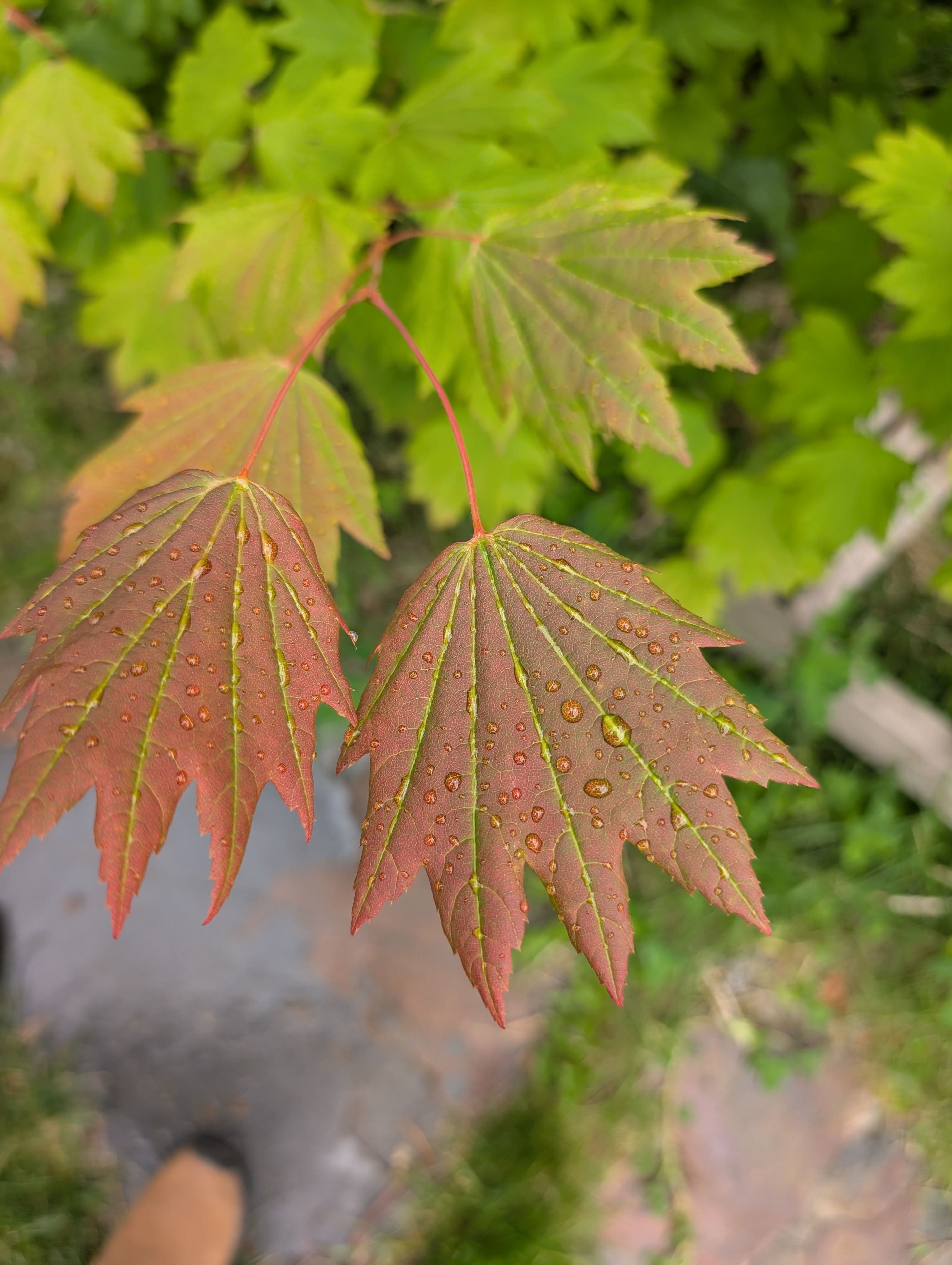 Journal photo 1