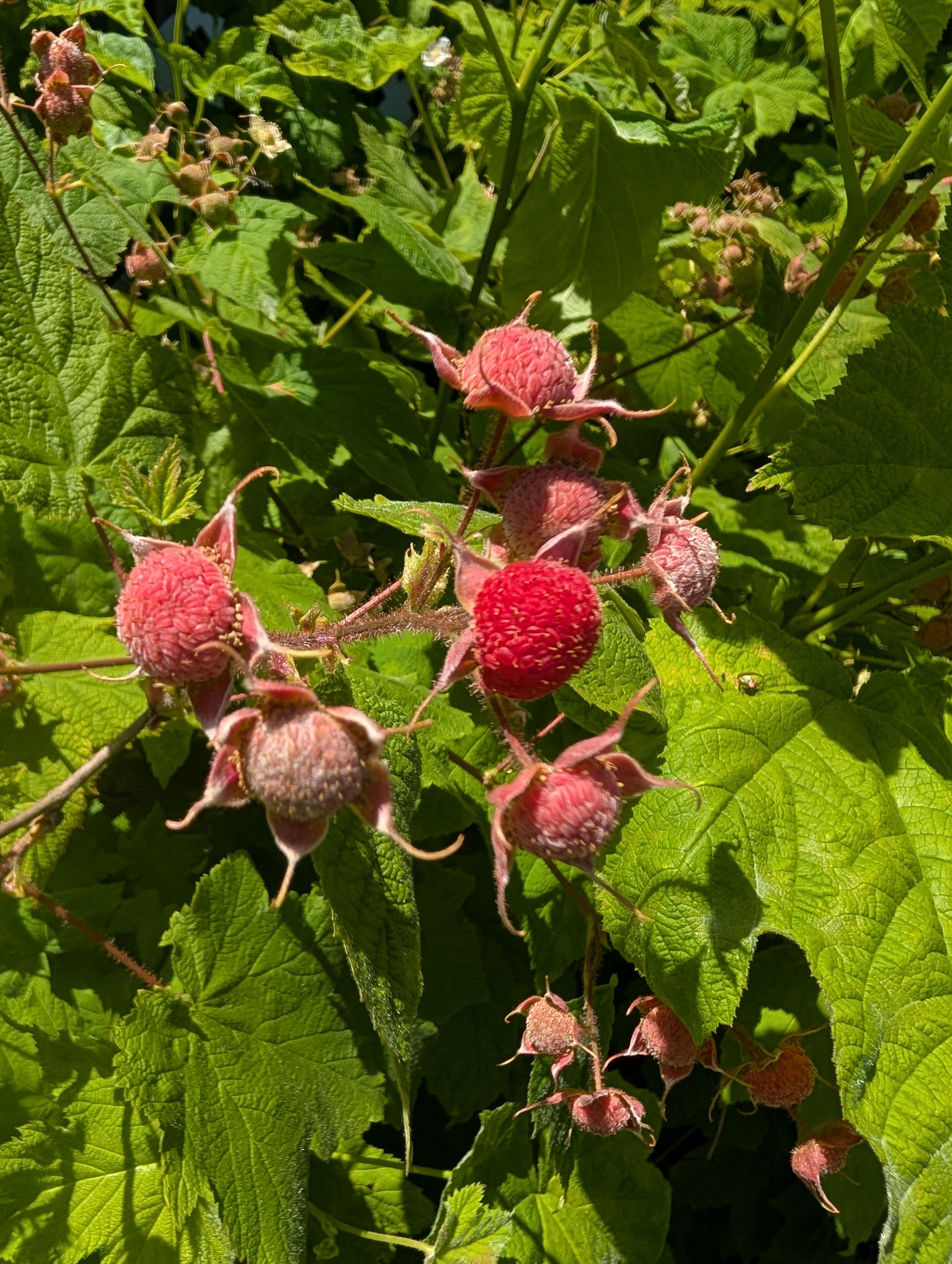 Thimbleberry