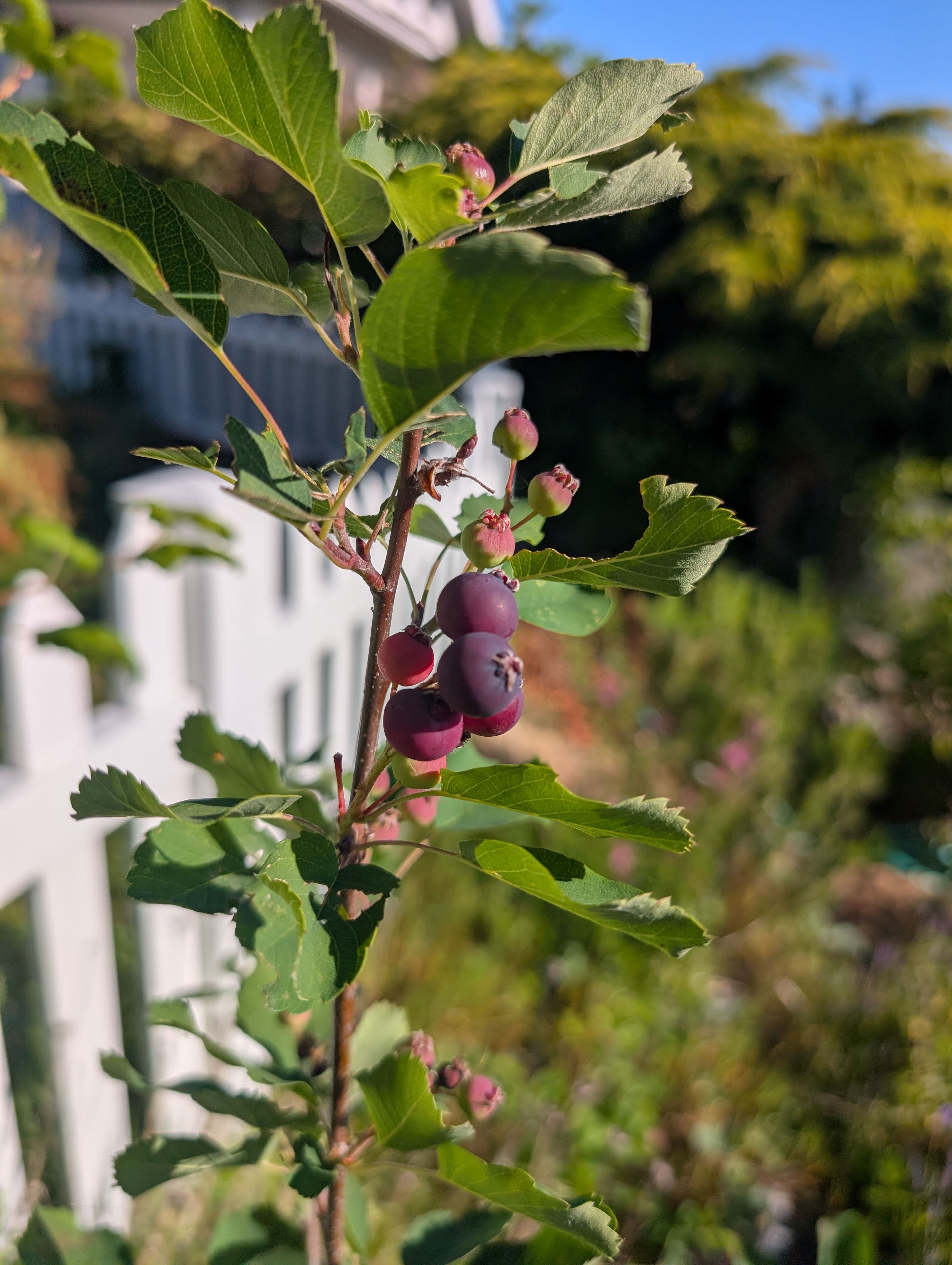 Serviceberry