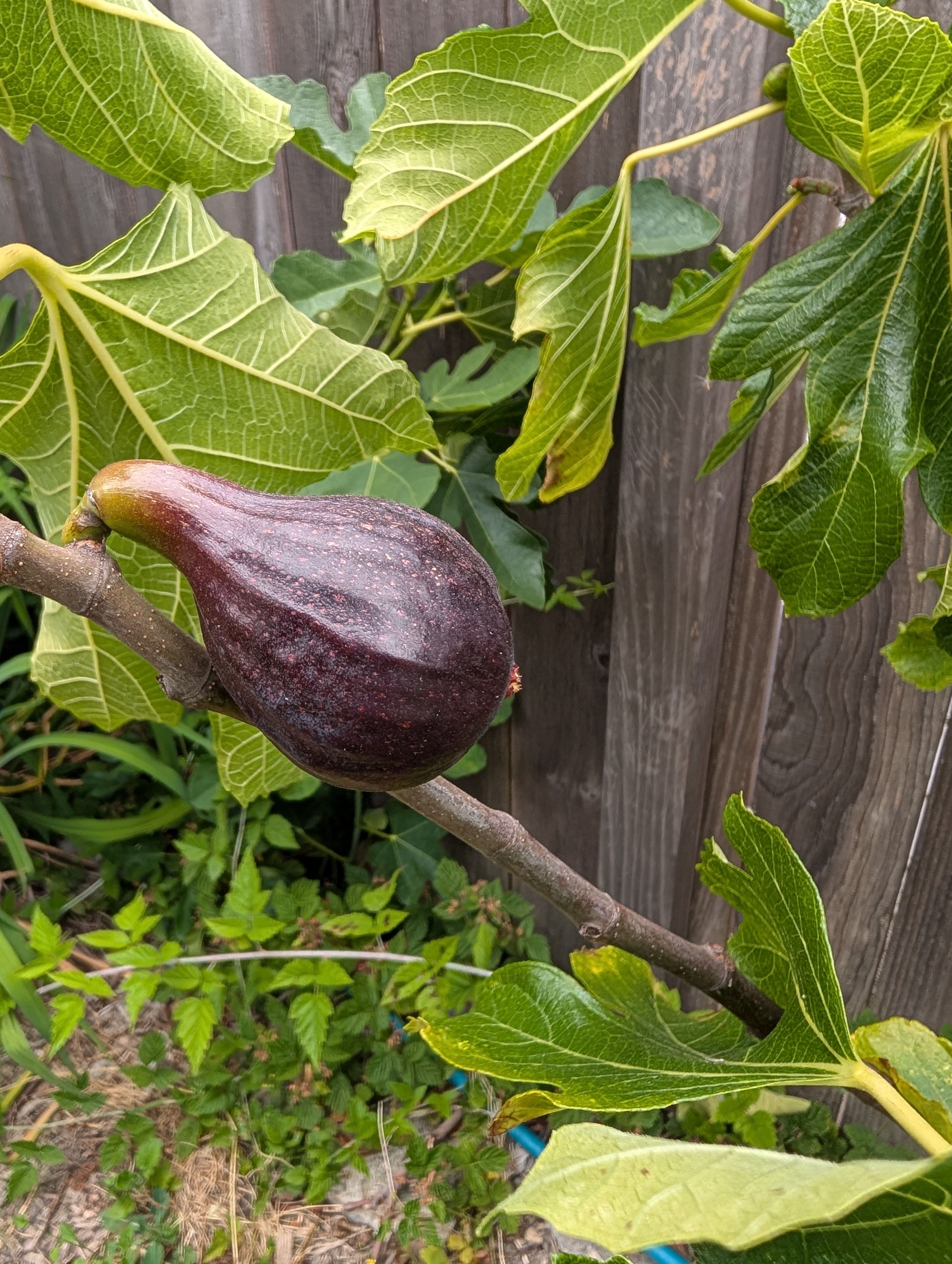 Lamperia Preta